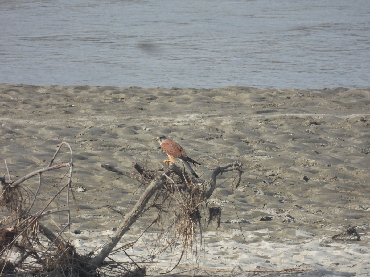 Eurasian Kestrel - ML646162673