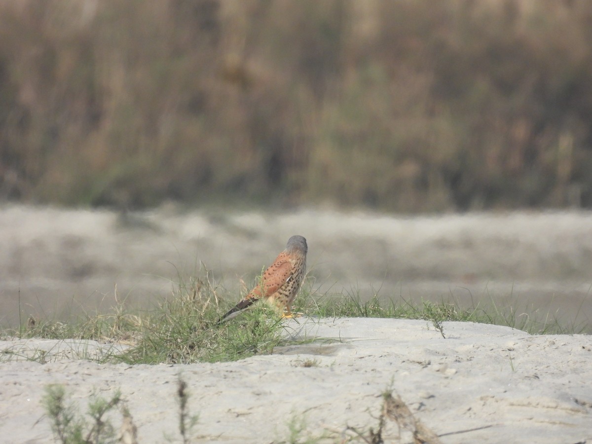 Eurasian Kestrel - ML646162674