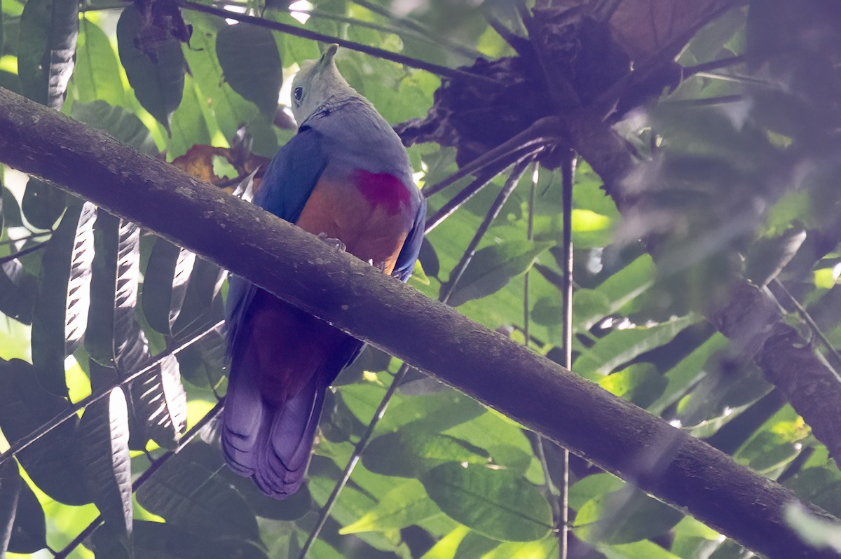 Scarlet-breasted Fruit-Dove - ML646162678