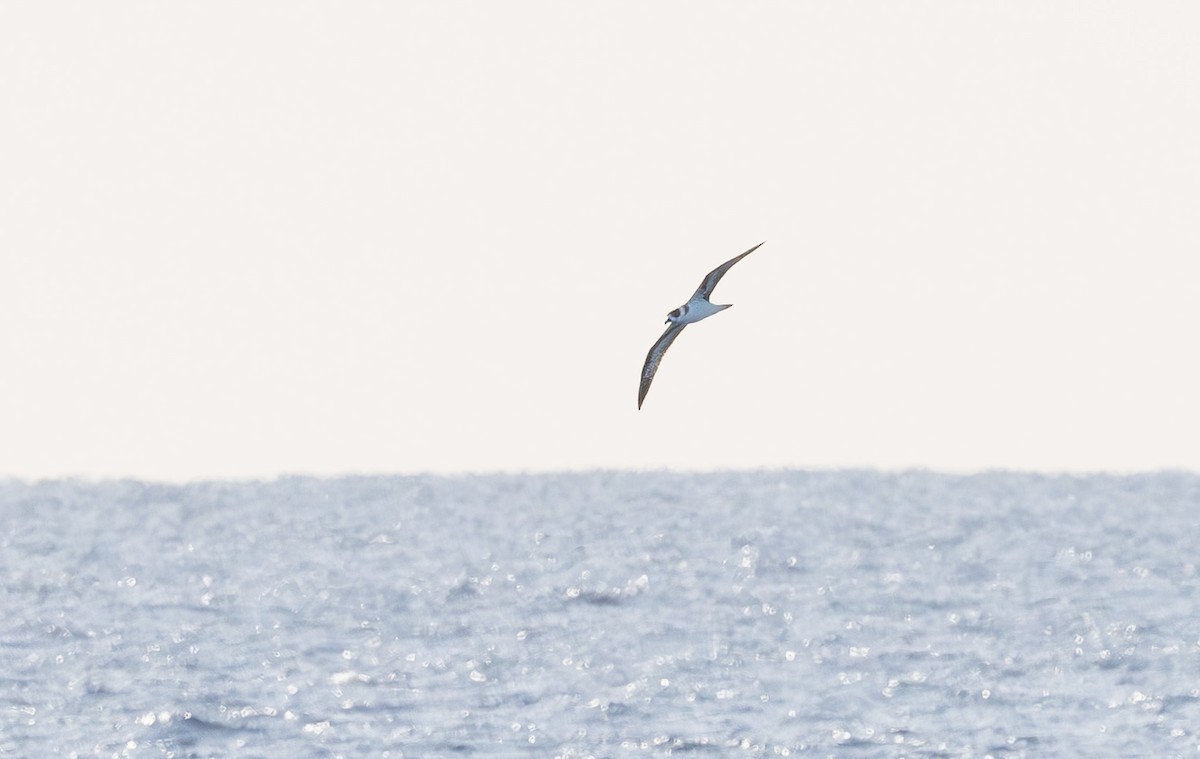 Pétrel diablotin - ML646162683