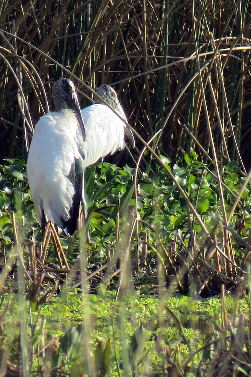 Wood Stork - ML646162687