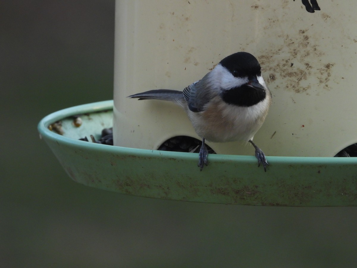 Carolina Chickadee - ML646162688