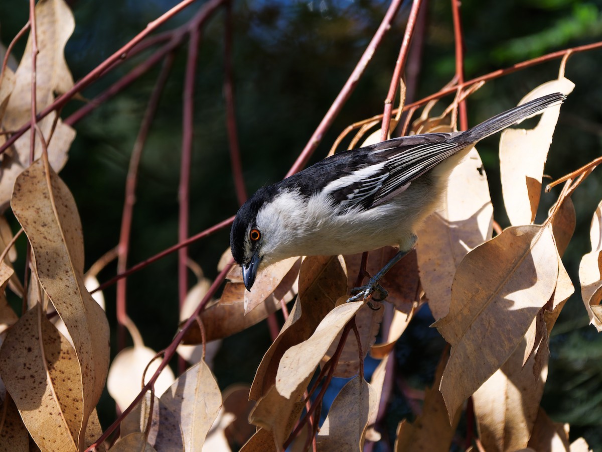 Black-backed Puffback - ML646162689