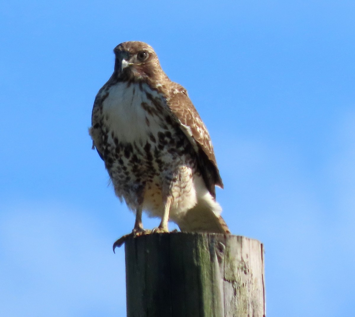 Red-tailed Hawk - ML646162691