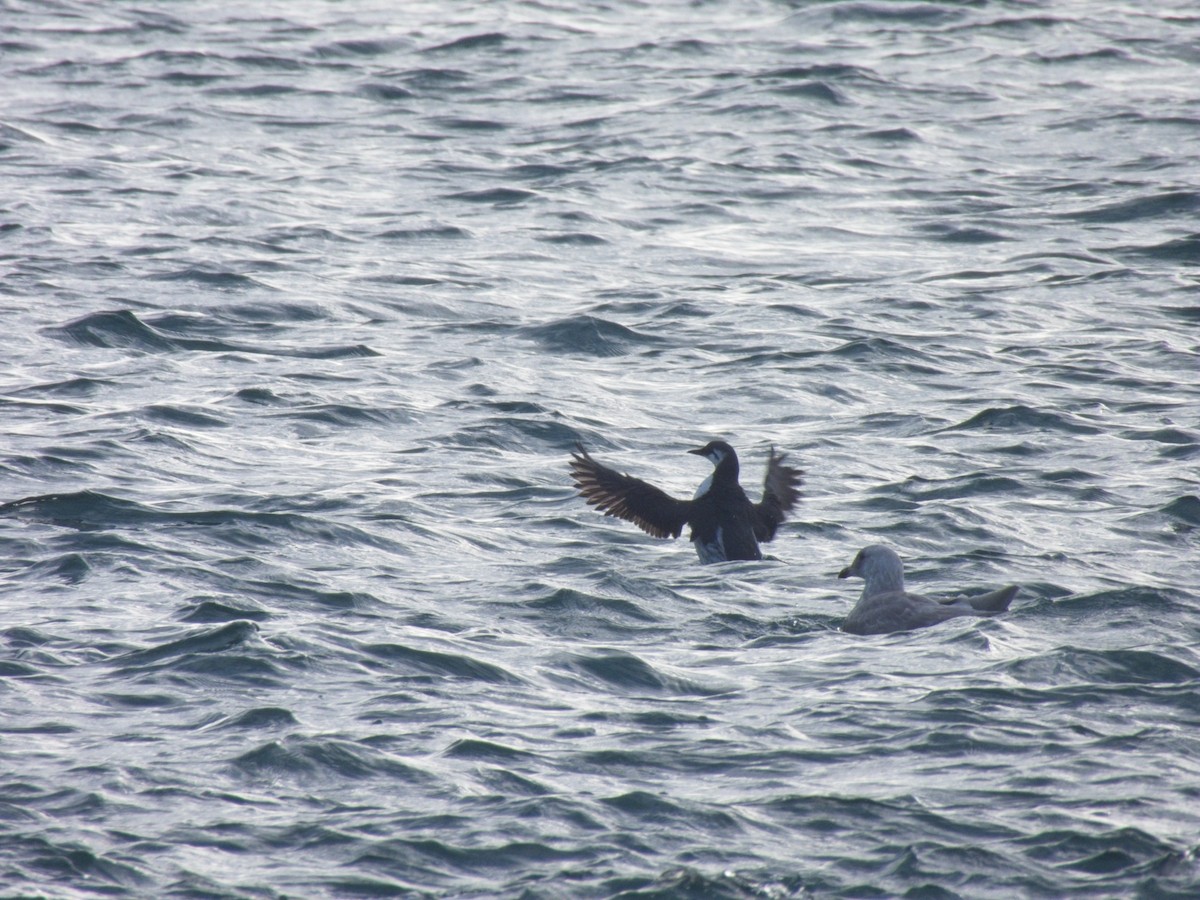 Common Murre - ML646162696