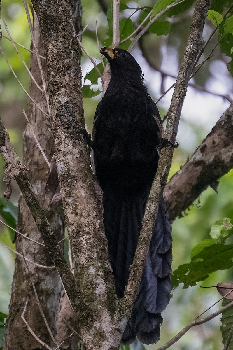 Goliath Coucal - ML646162697