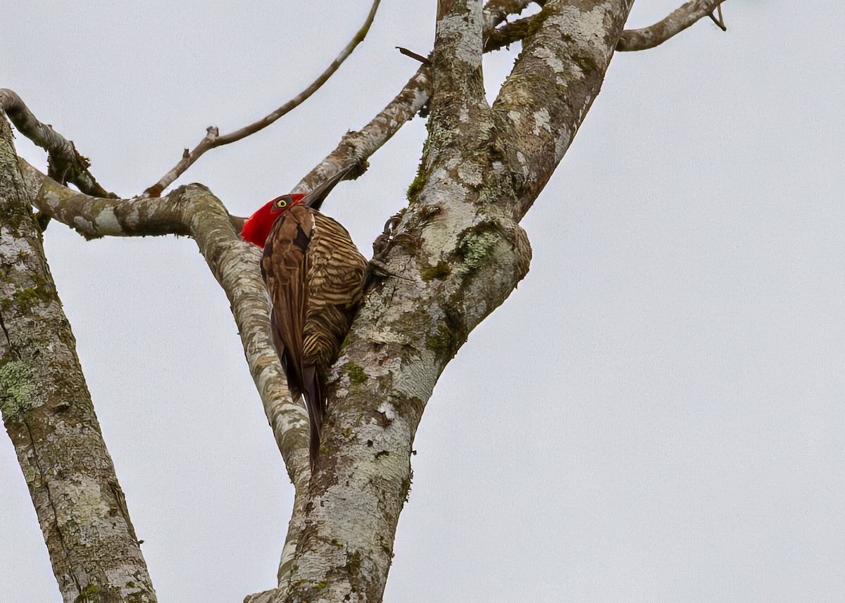 Guayaquil Woodpecker - ML646162698