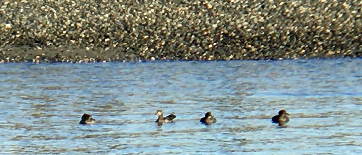 Hooded Merganser - ML646162705