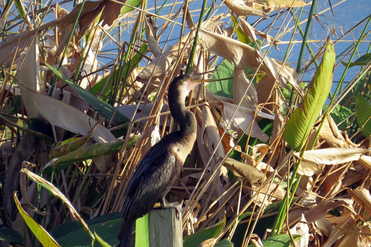 Anhinga - ML646162706