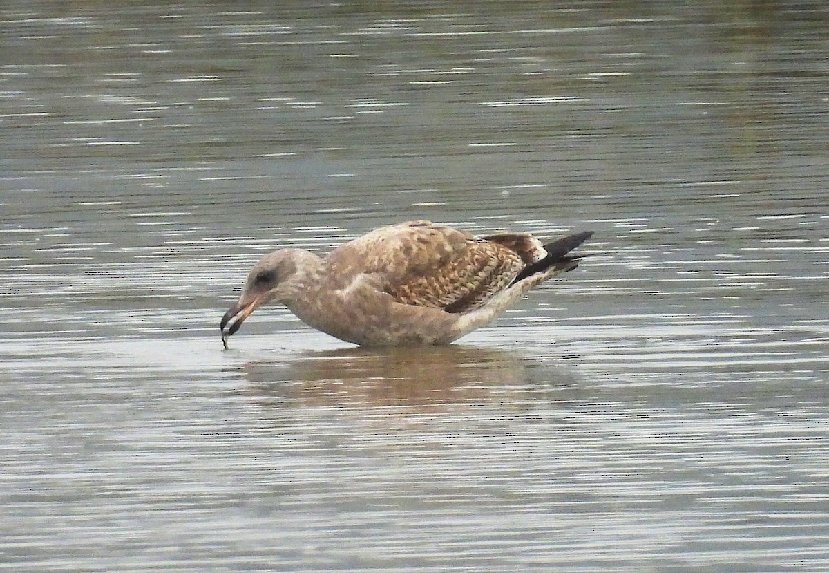 Western Gull - ML646162707