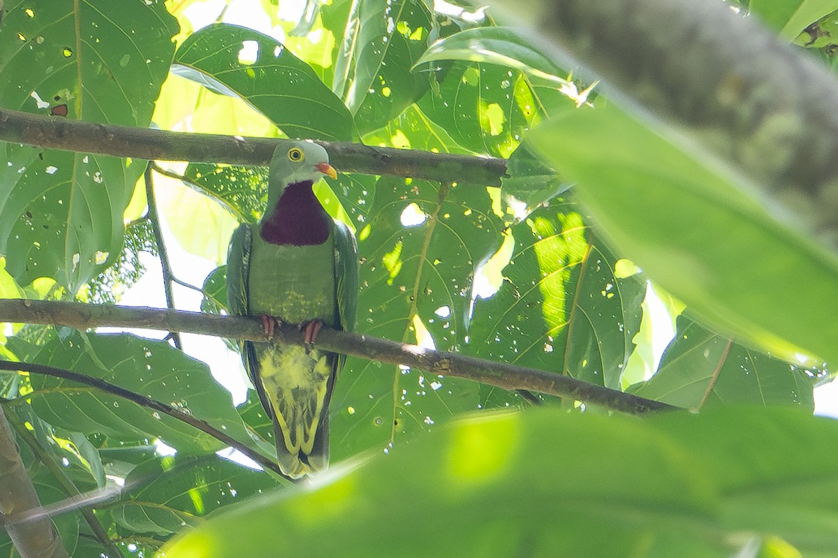 Claret-breasted Fruit-Dove - ML646162709