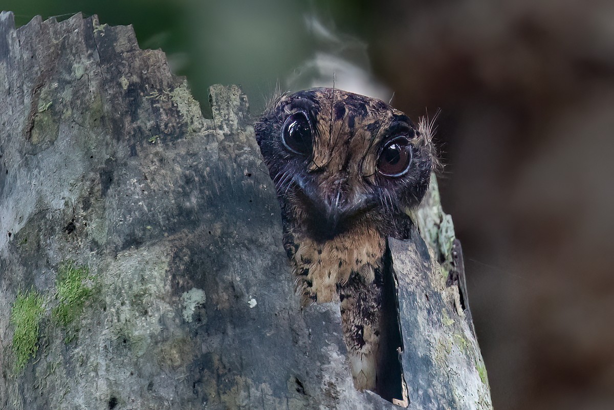 Moluccan Owlet-nightjar - ML646162710
