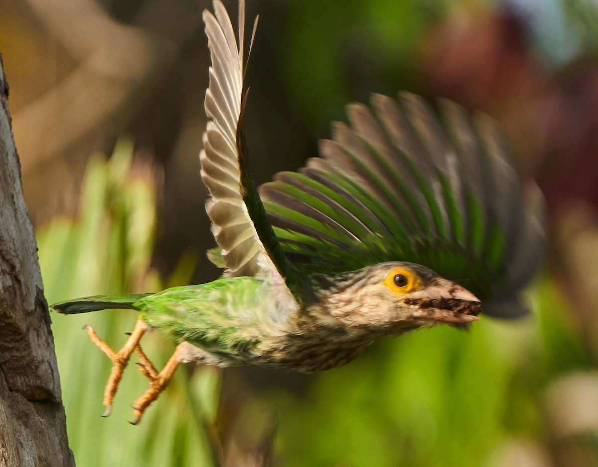 シロボシオオゴシキドリ - ML646162713