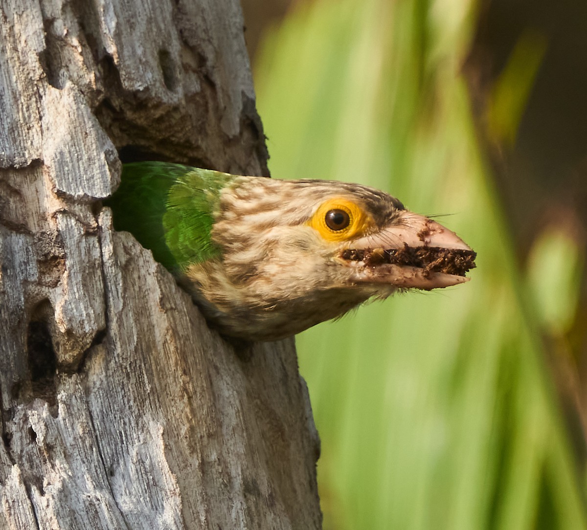 シロボシオオゴシキドリ - ML646162714