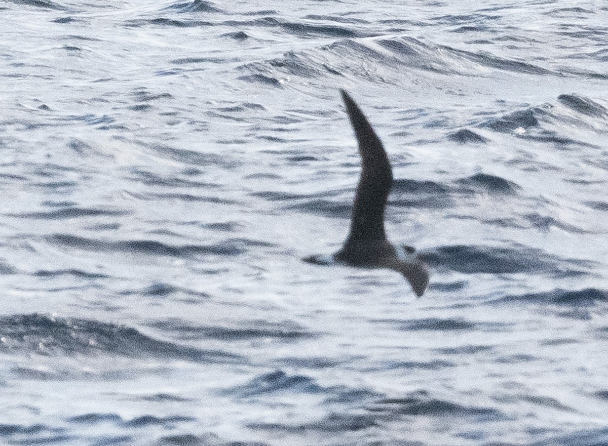 Pétrel diablotin - ML646162715