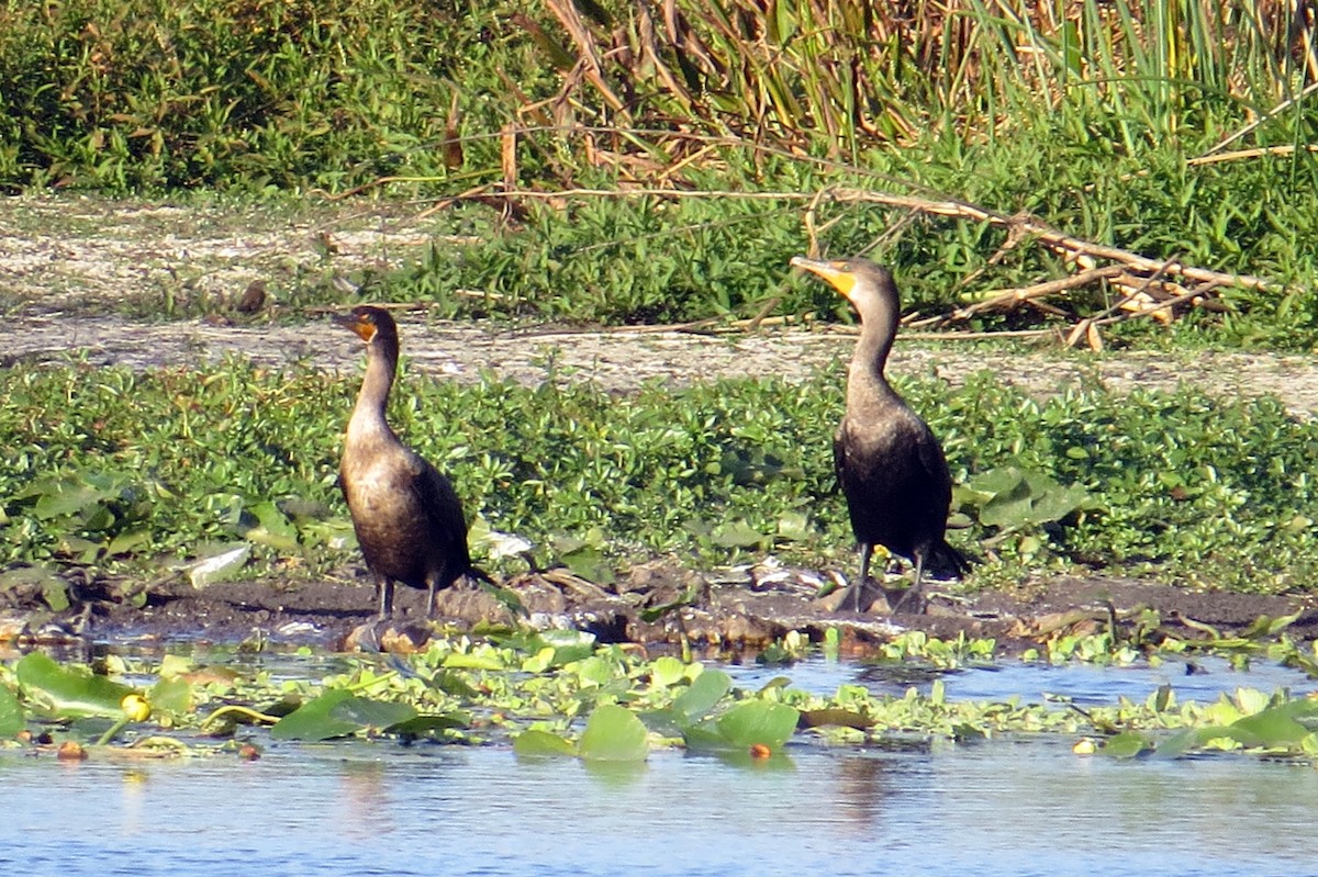 Double-crested Cormorant - ML646162716