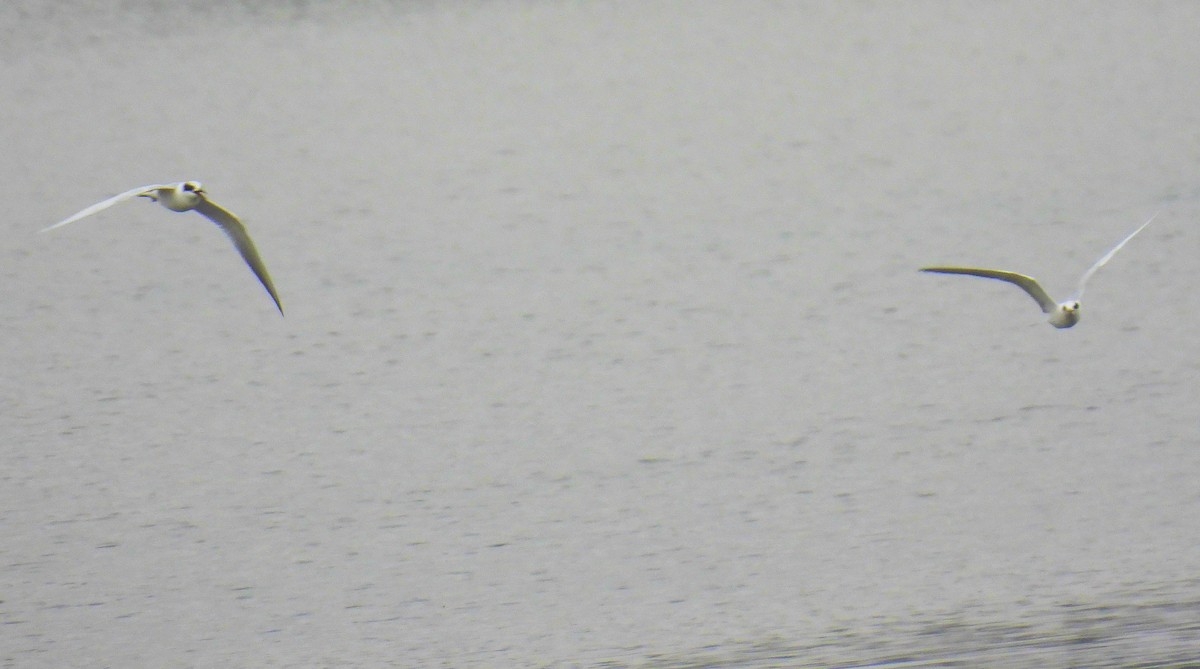 Forster's Tern - ML646162717