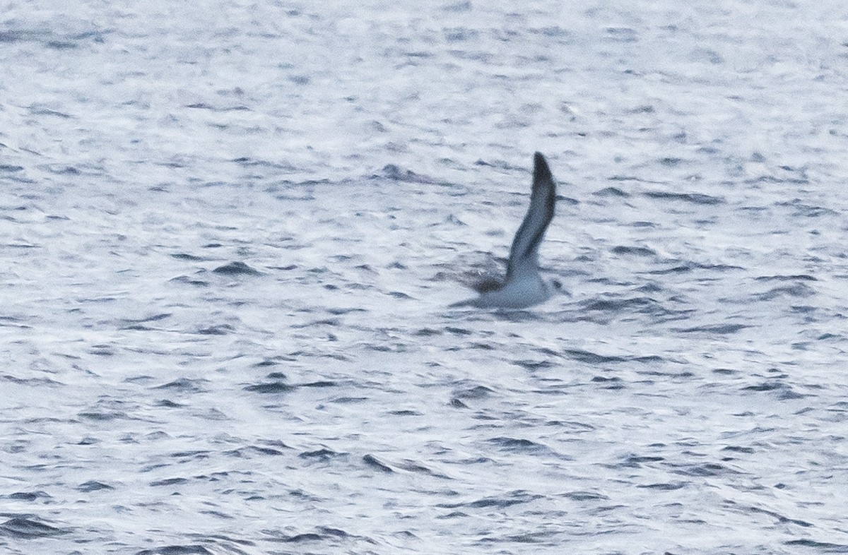 Pétrel diablotin - ML646162726