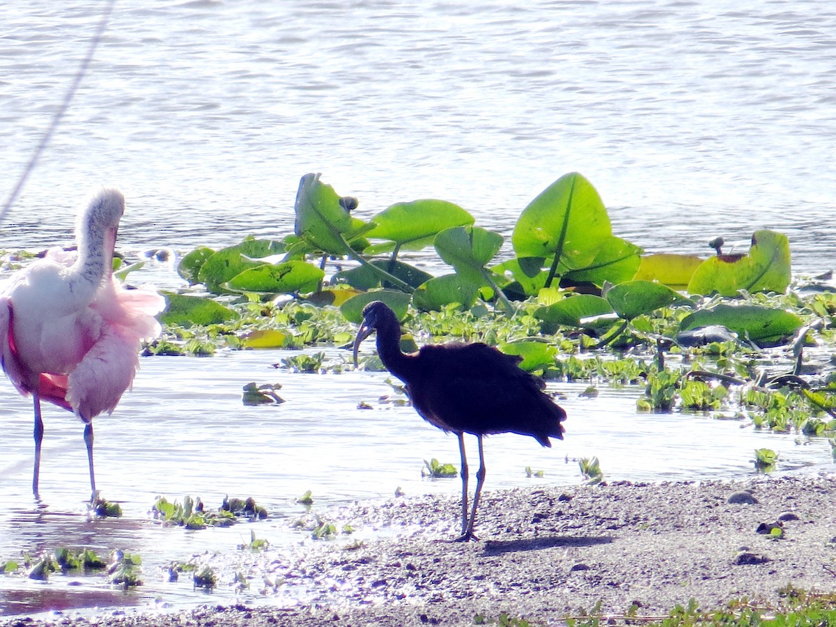 Glossy Ibis - ML646162728