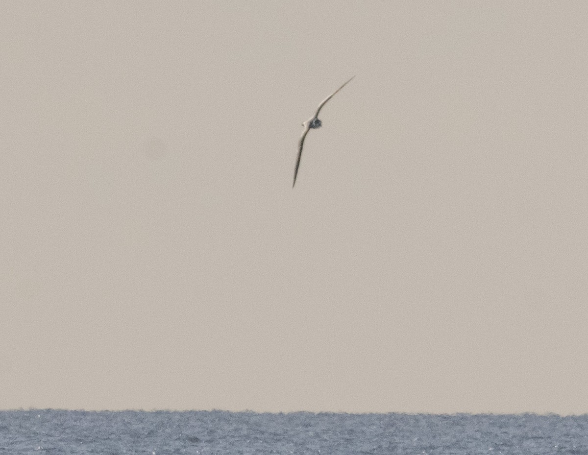 Pétrel diablotin - ML646162739