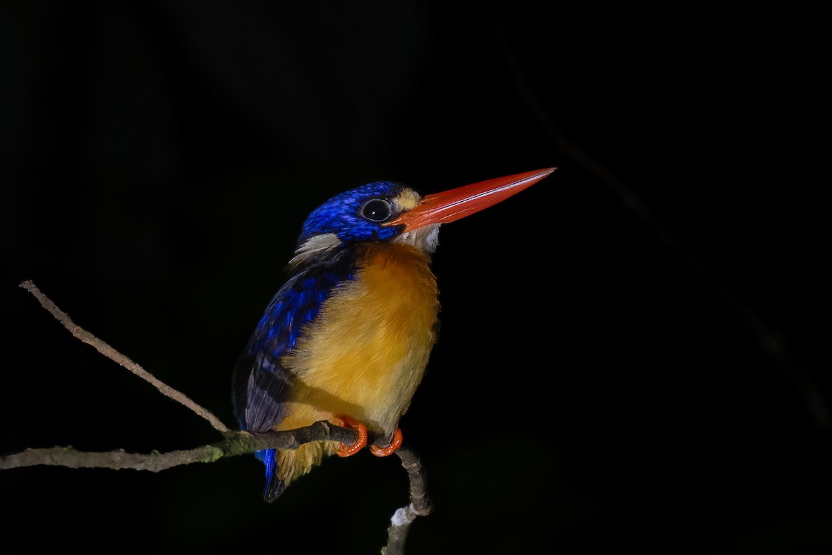 Moluccan Dwarf-Kingfisher - ML646162743