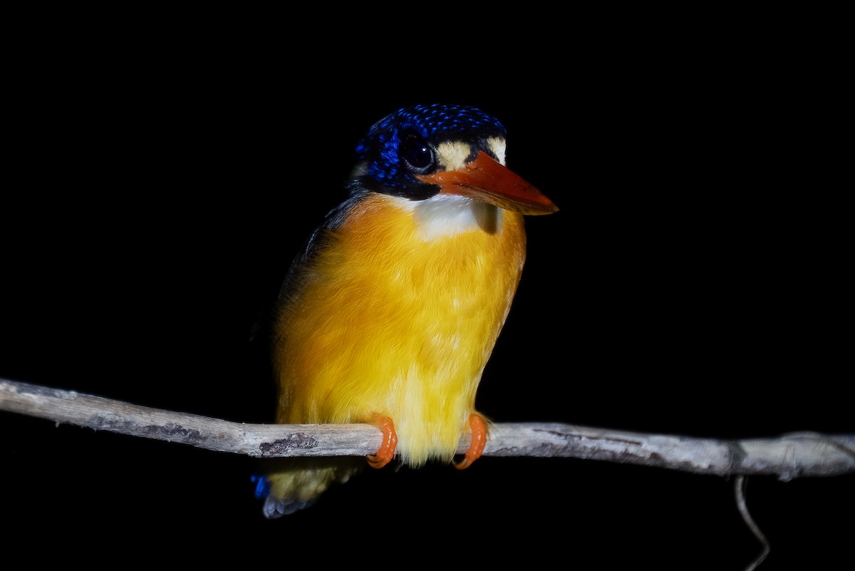 Moluccan Dwarf-Kingfisher - ML646162744