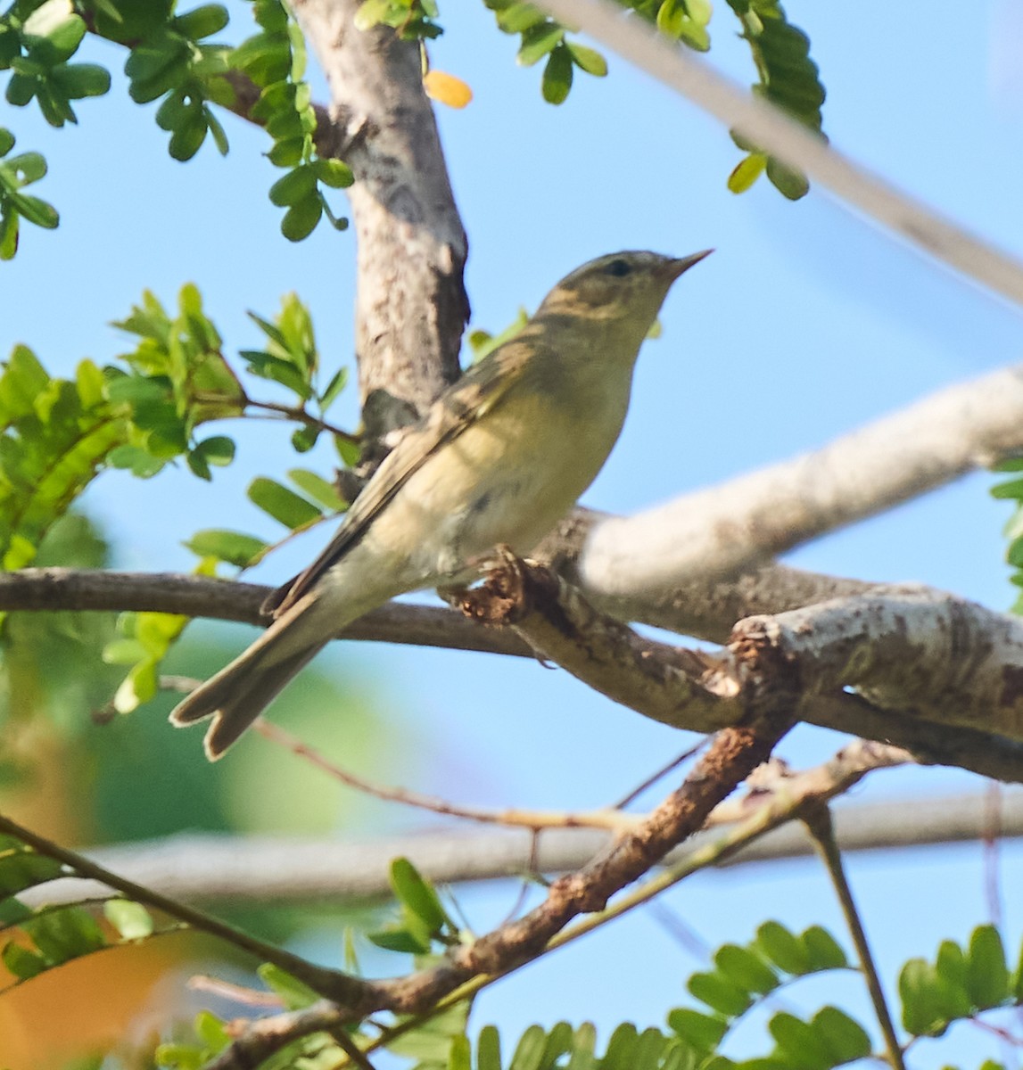 Willow Warbler - ML646162745