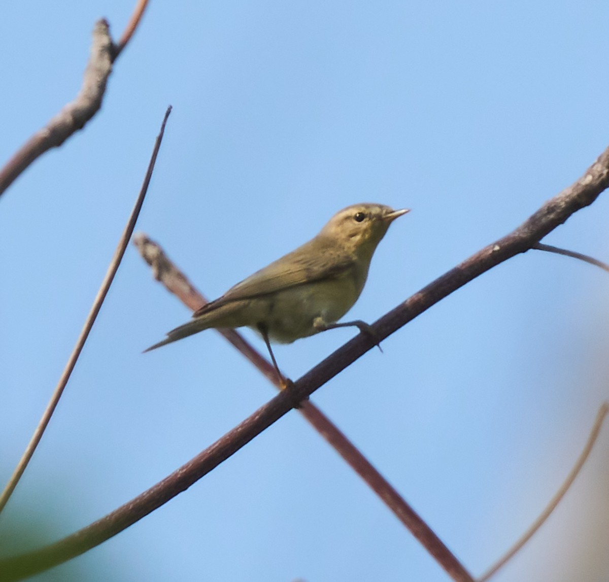 Willow Warbler - ML646162747