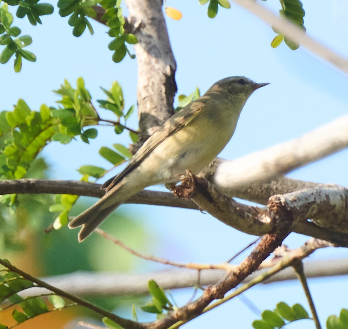 Willow Warbler - ML646162748