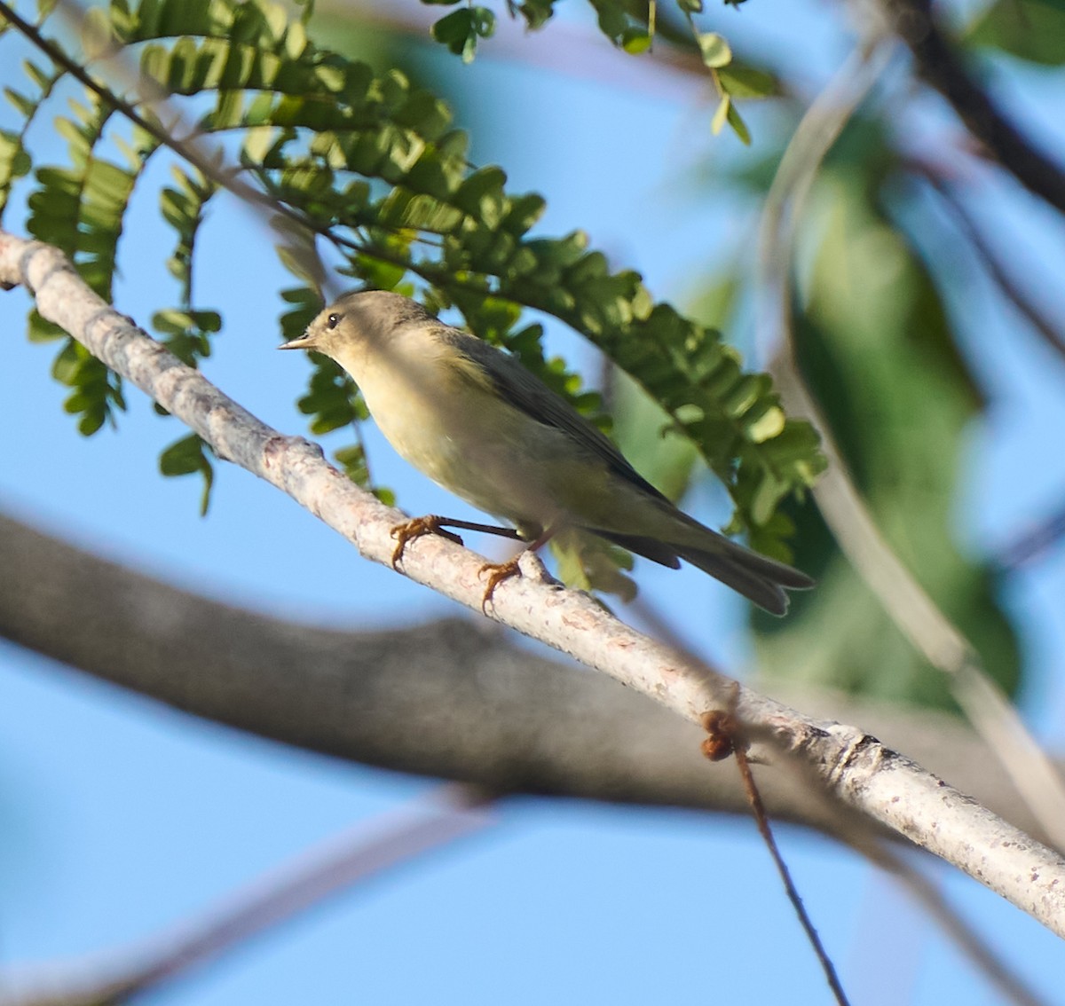 Willow Warbler - ML646162749