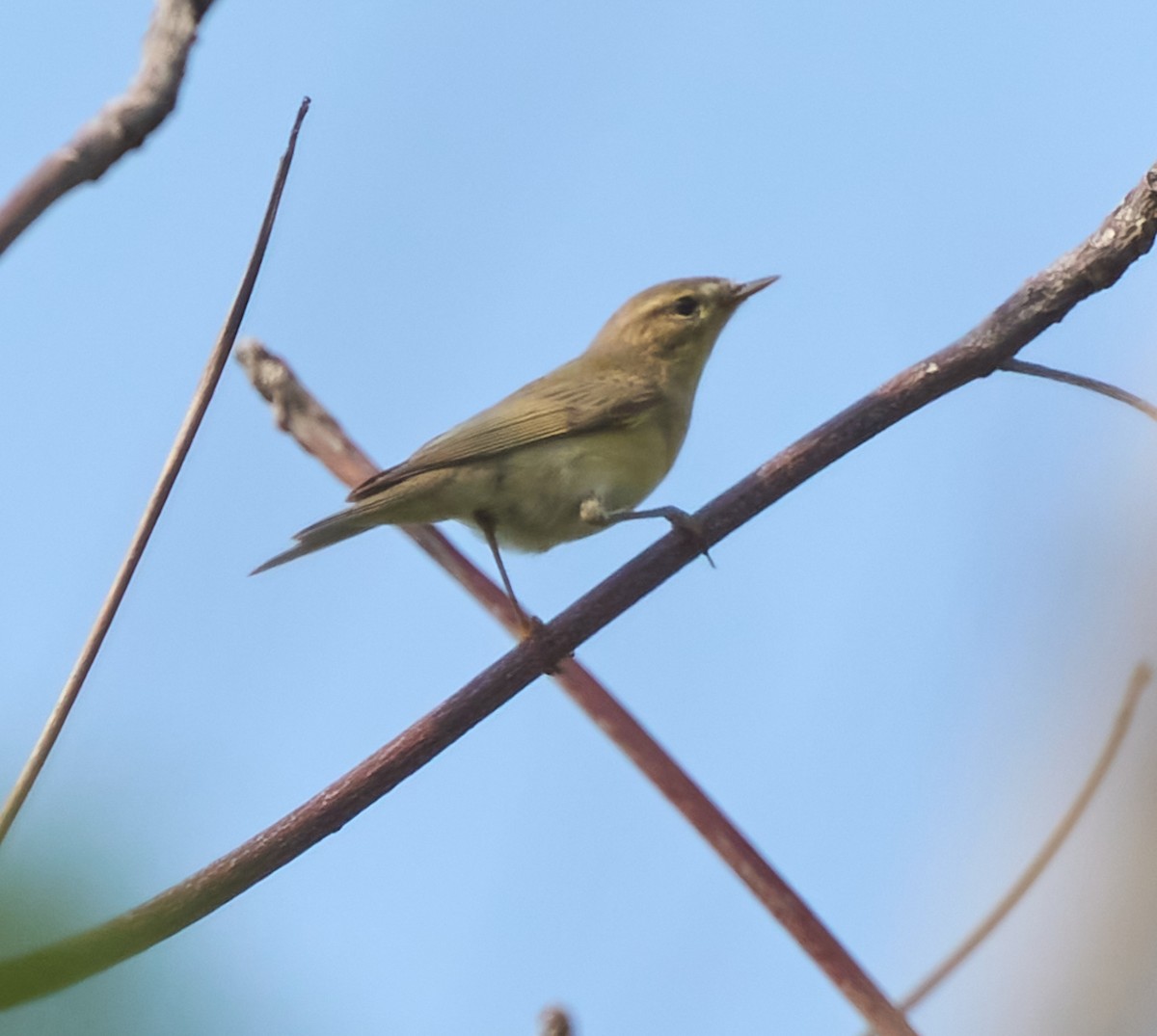 Willow Warbler - ML646162750