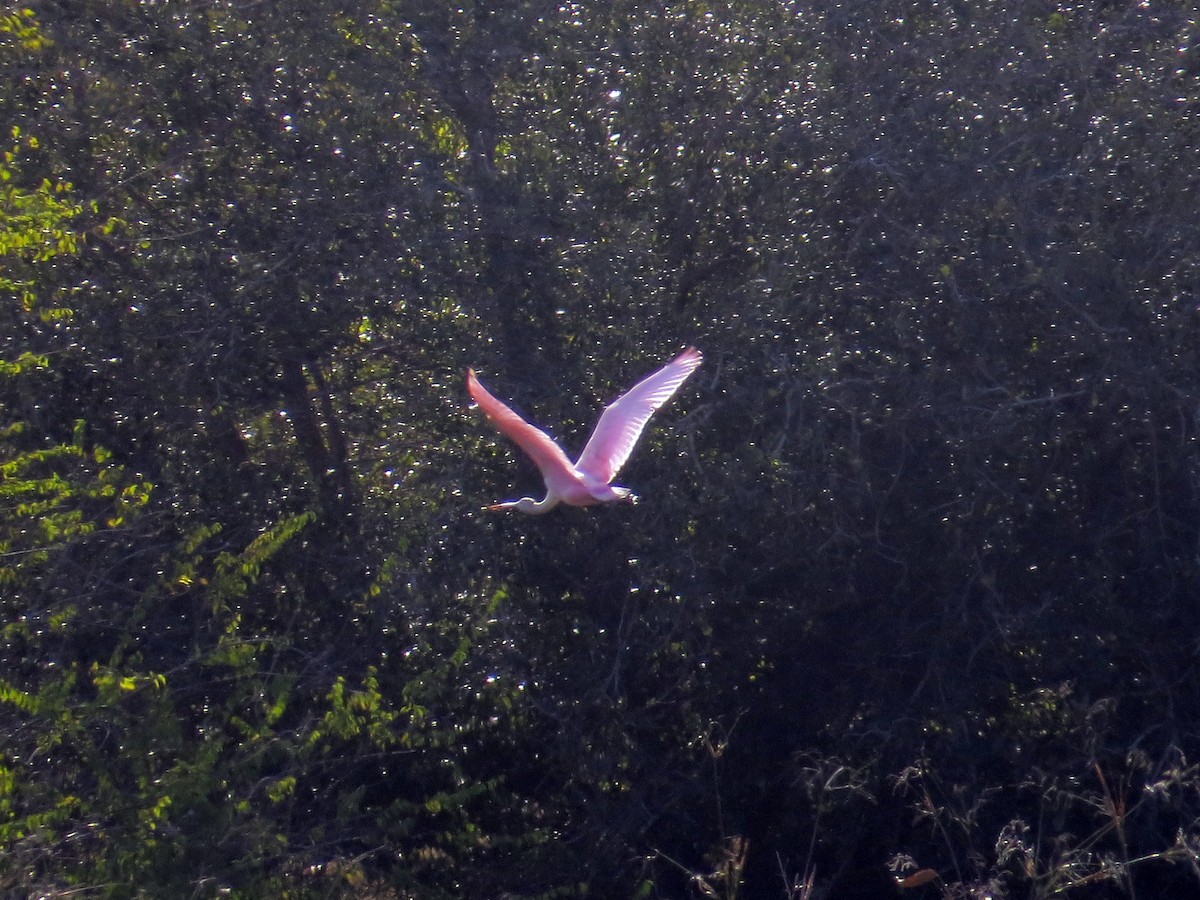 Roseate Spoonbill - ML646162753
