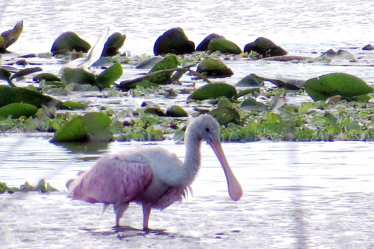 Roseate Spoonbill - ML646162754