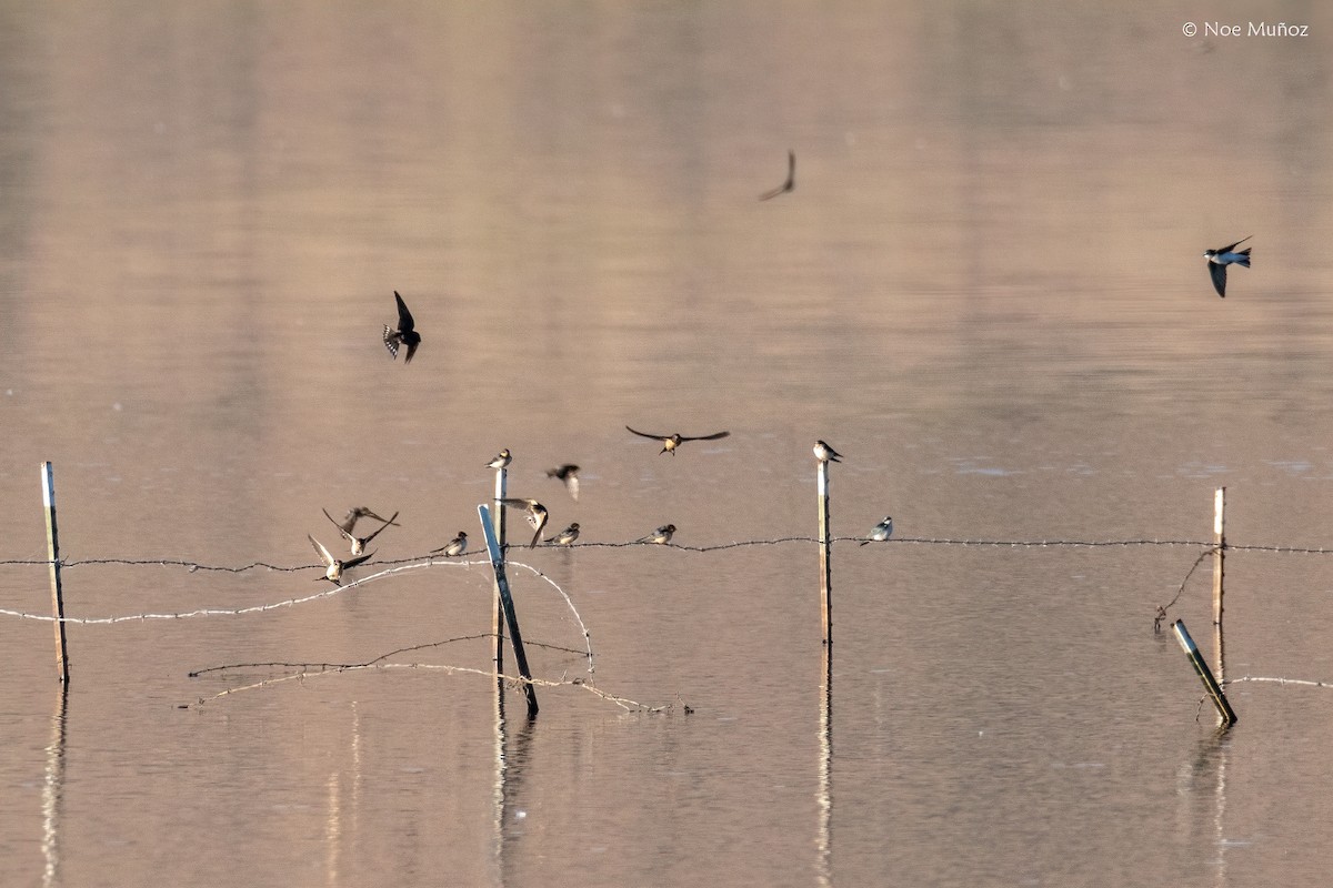 vlaštovka obecná - ML646162756