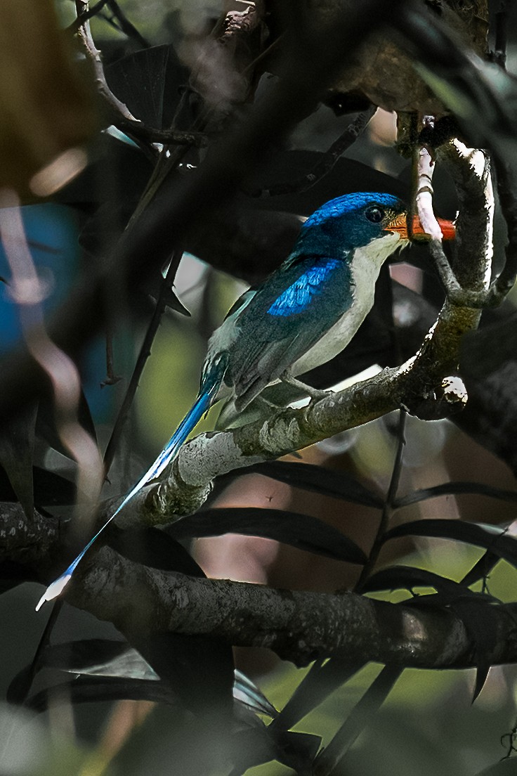 Common Paradise-Kingfisher - ML646162766