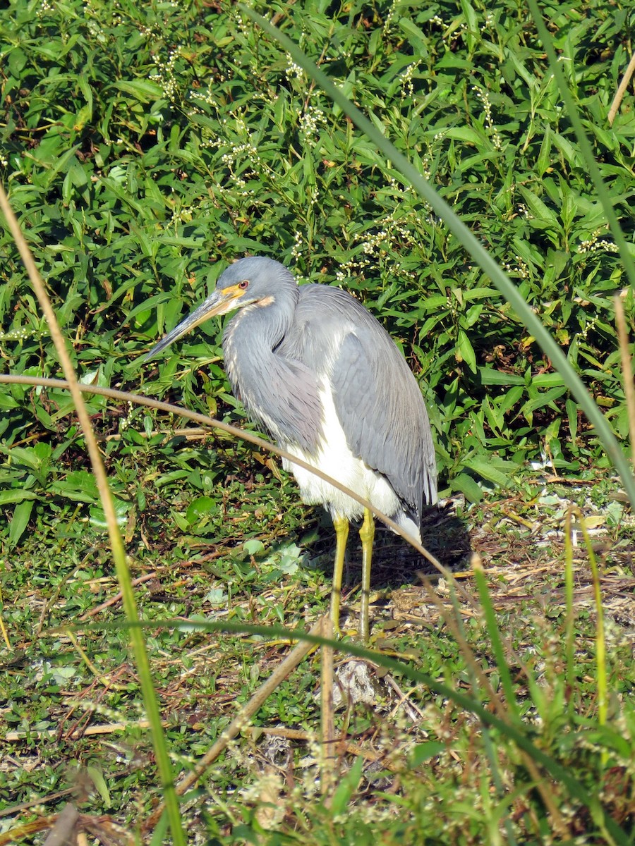 Tricolored Heron - ML646162767
