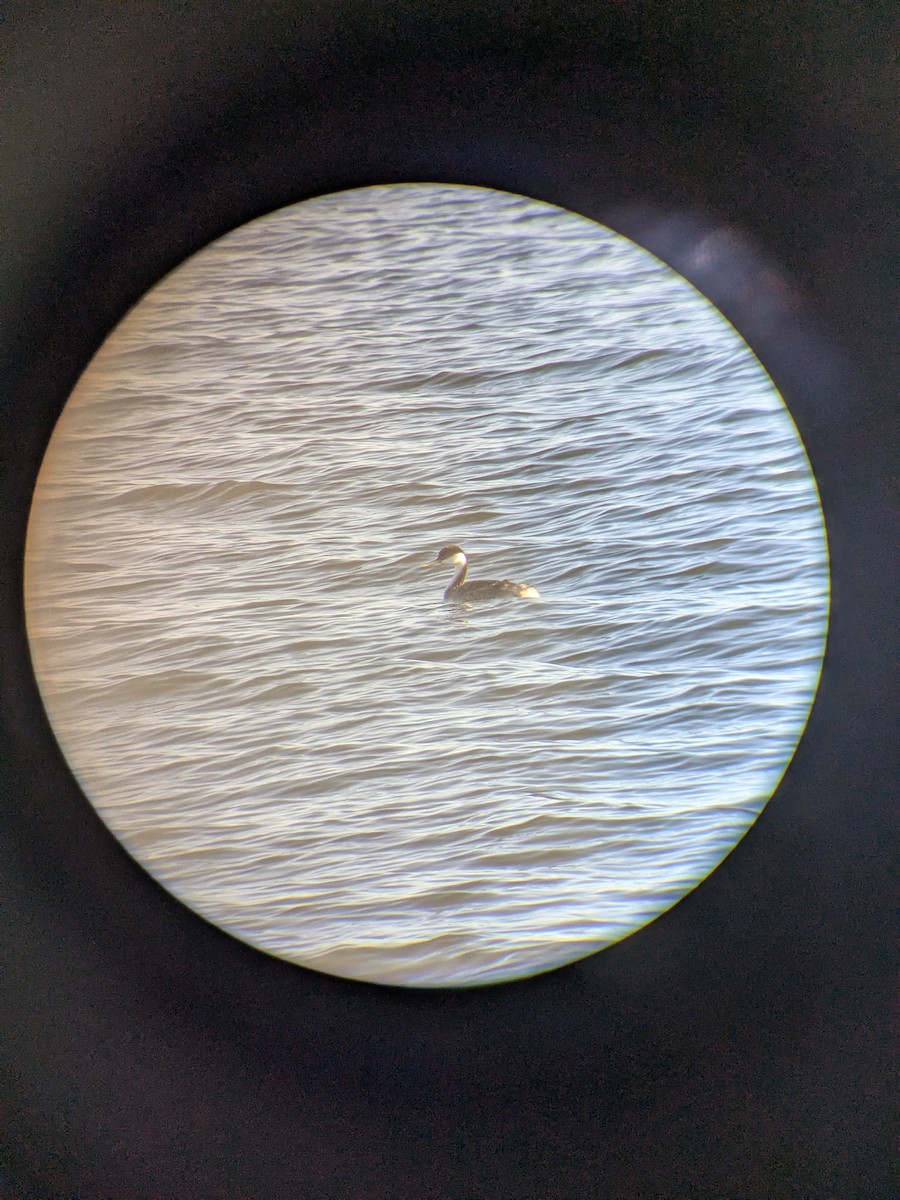 Western Grebe - ML646162768