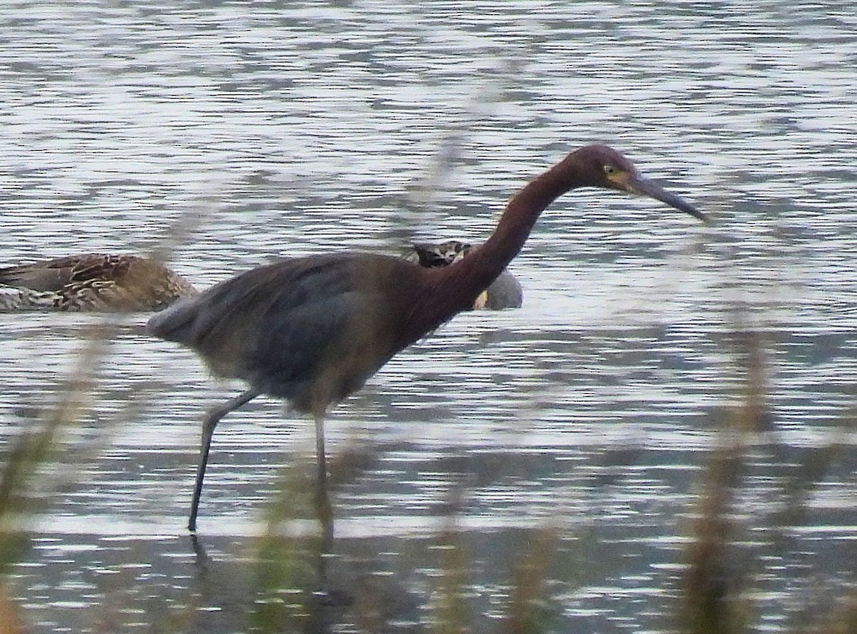 Reddish Egret - ML646162770
