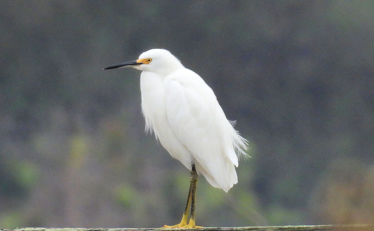 Snowy Egret - ML646162776
