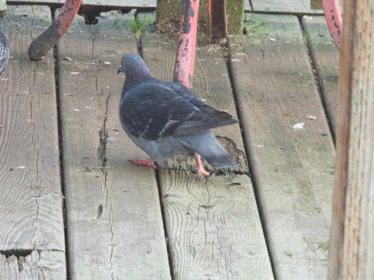 Rock Pigeon (Feral Pigeon) - ML646162784