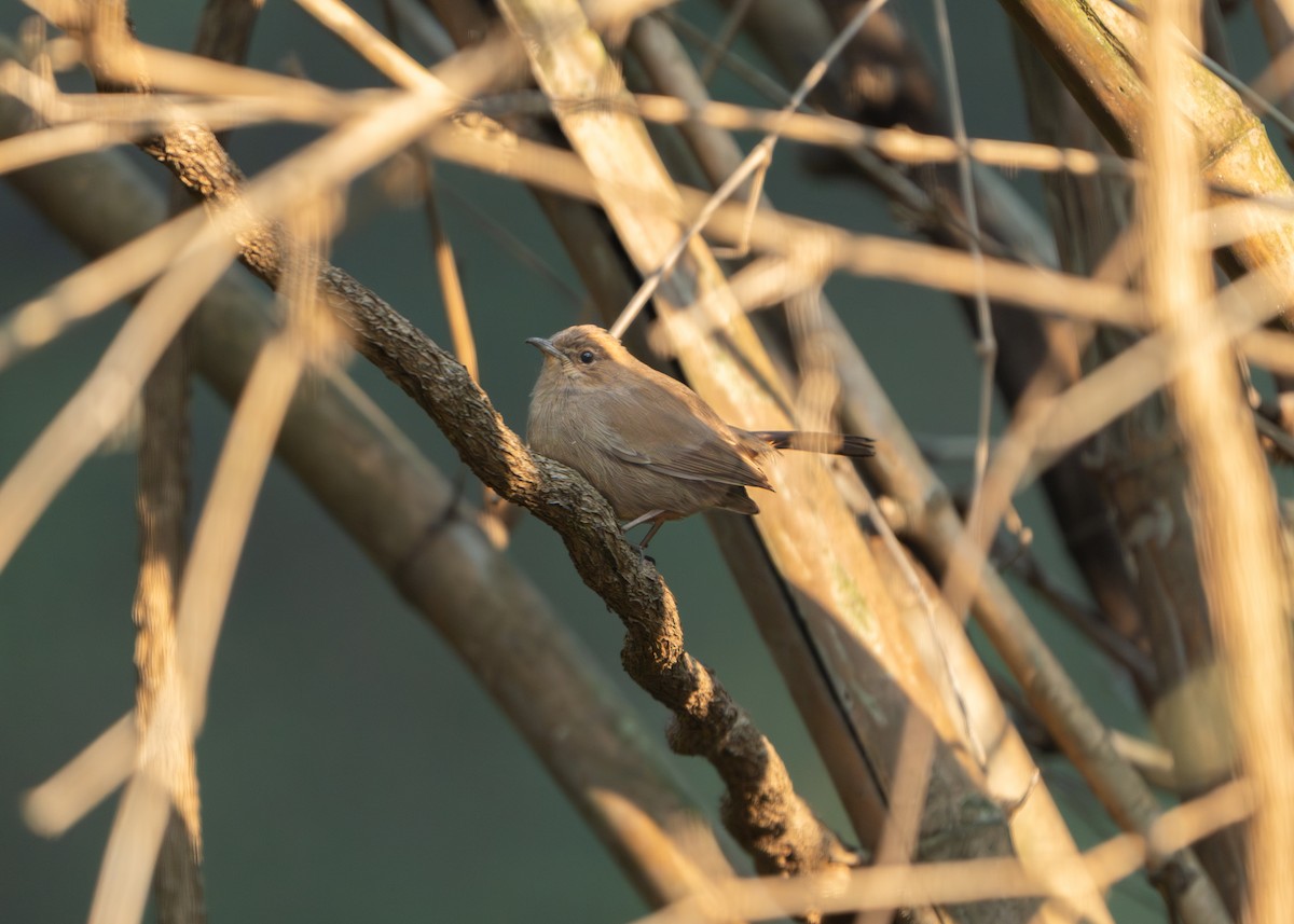 Indian Robin - ML646162785