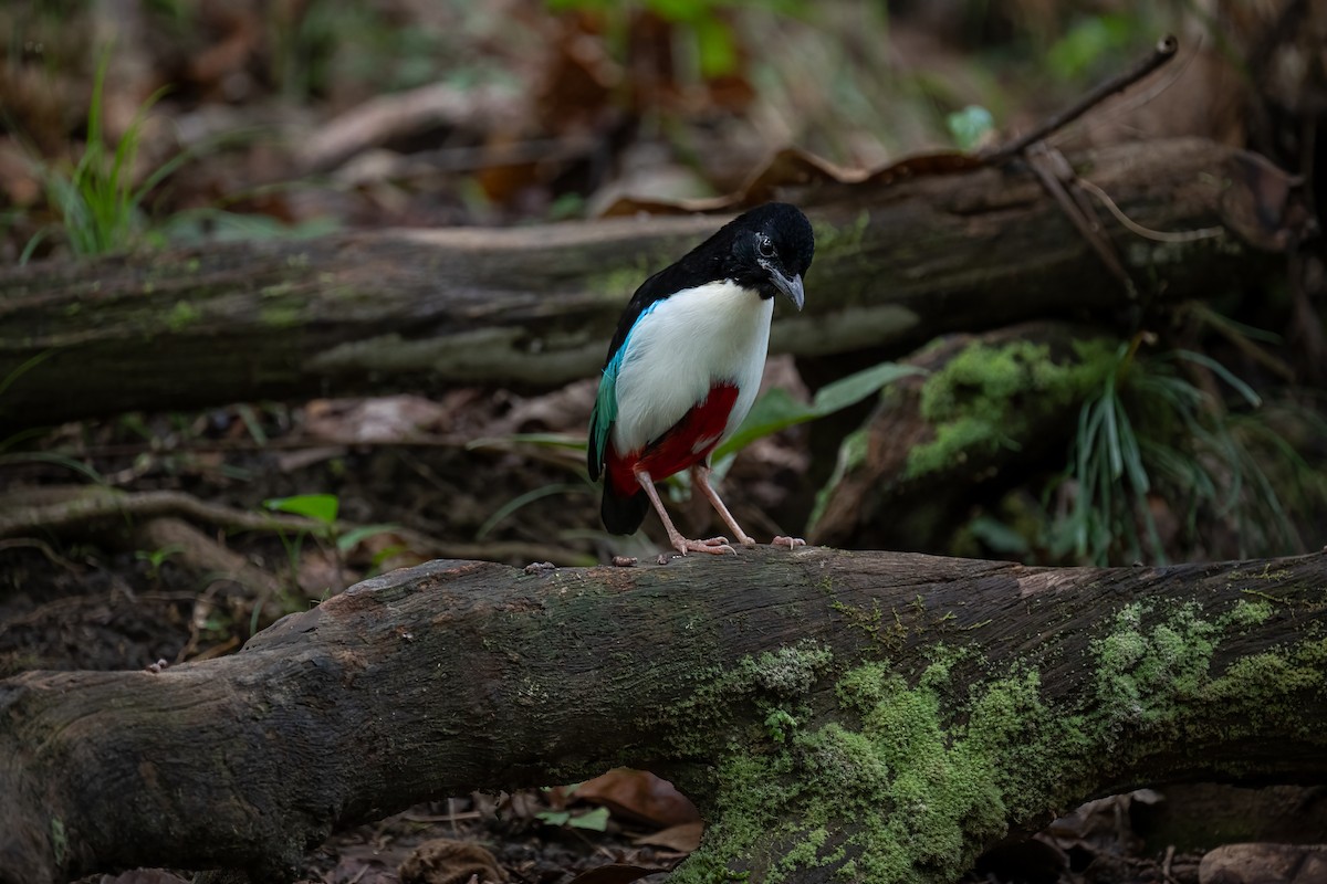 Піта-велетень - ML646162788