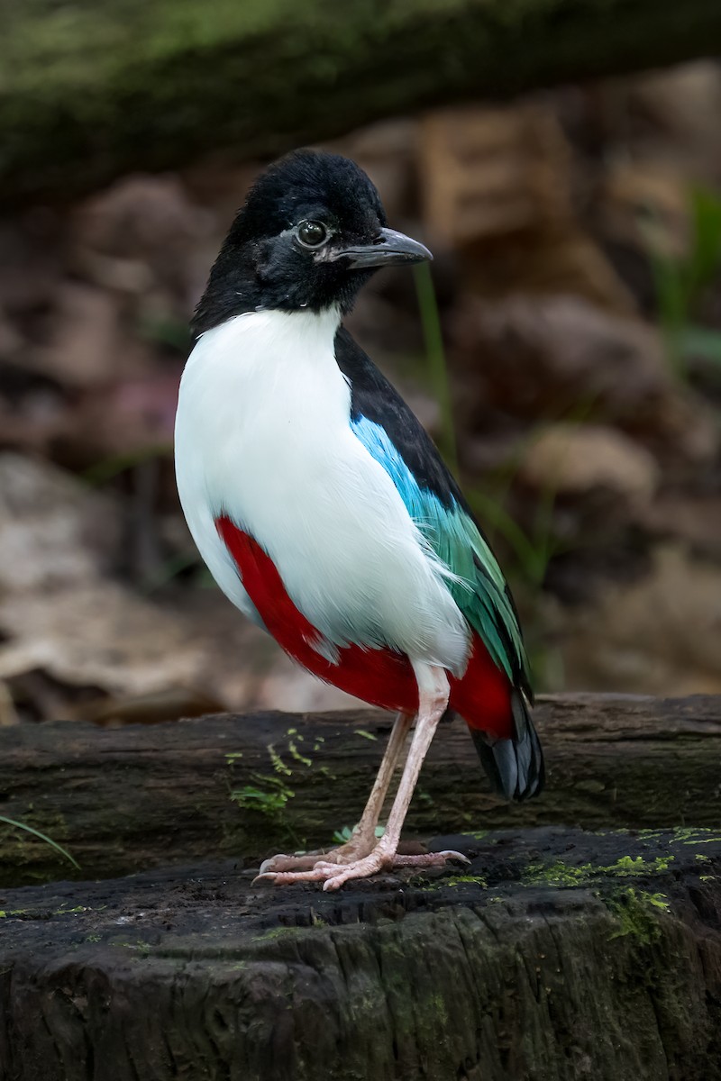 Піта-велетень - ML646162789