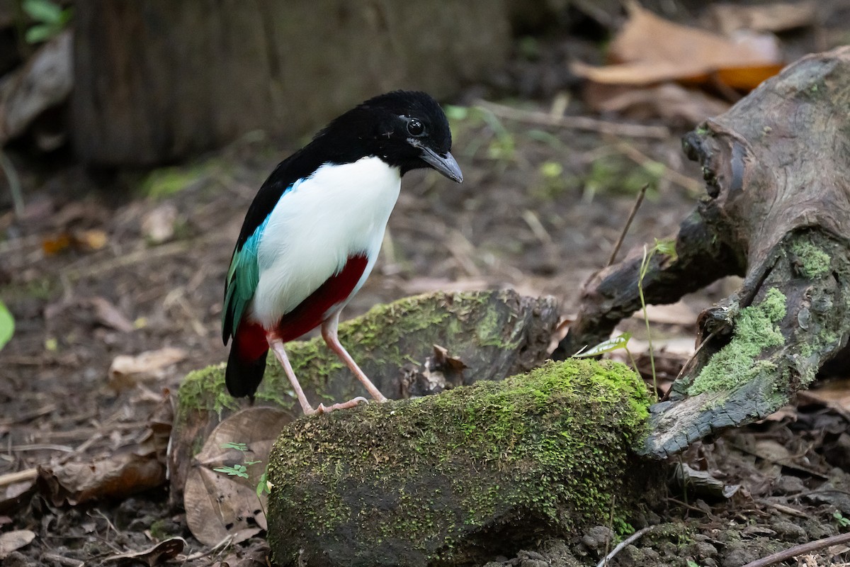 Піта-велетень - ML646162790