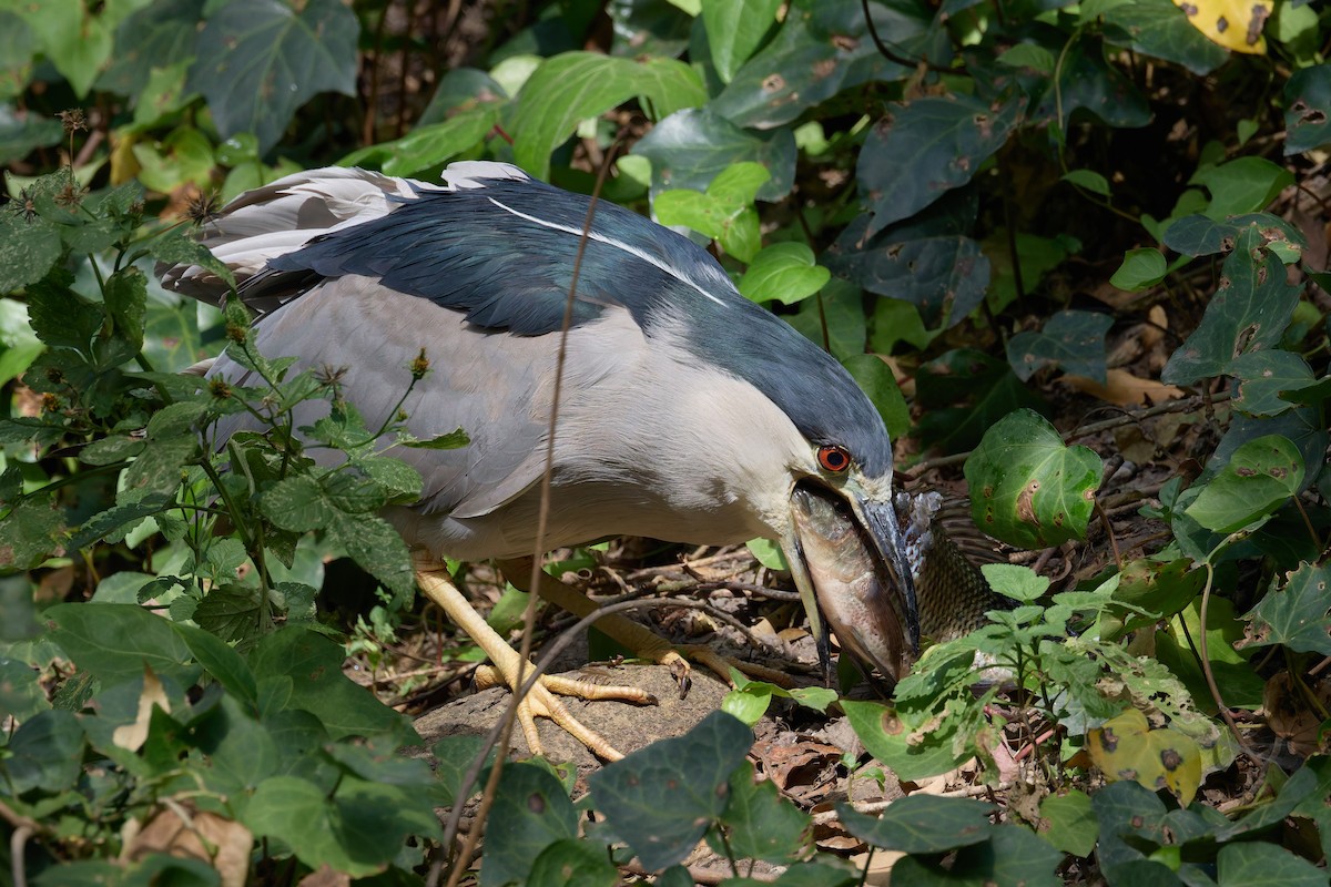 Black-crowned Night Heron - ML646162792