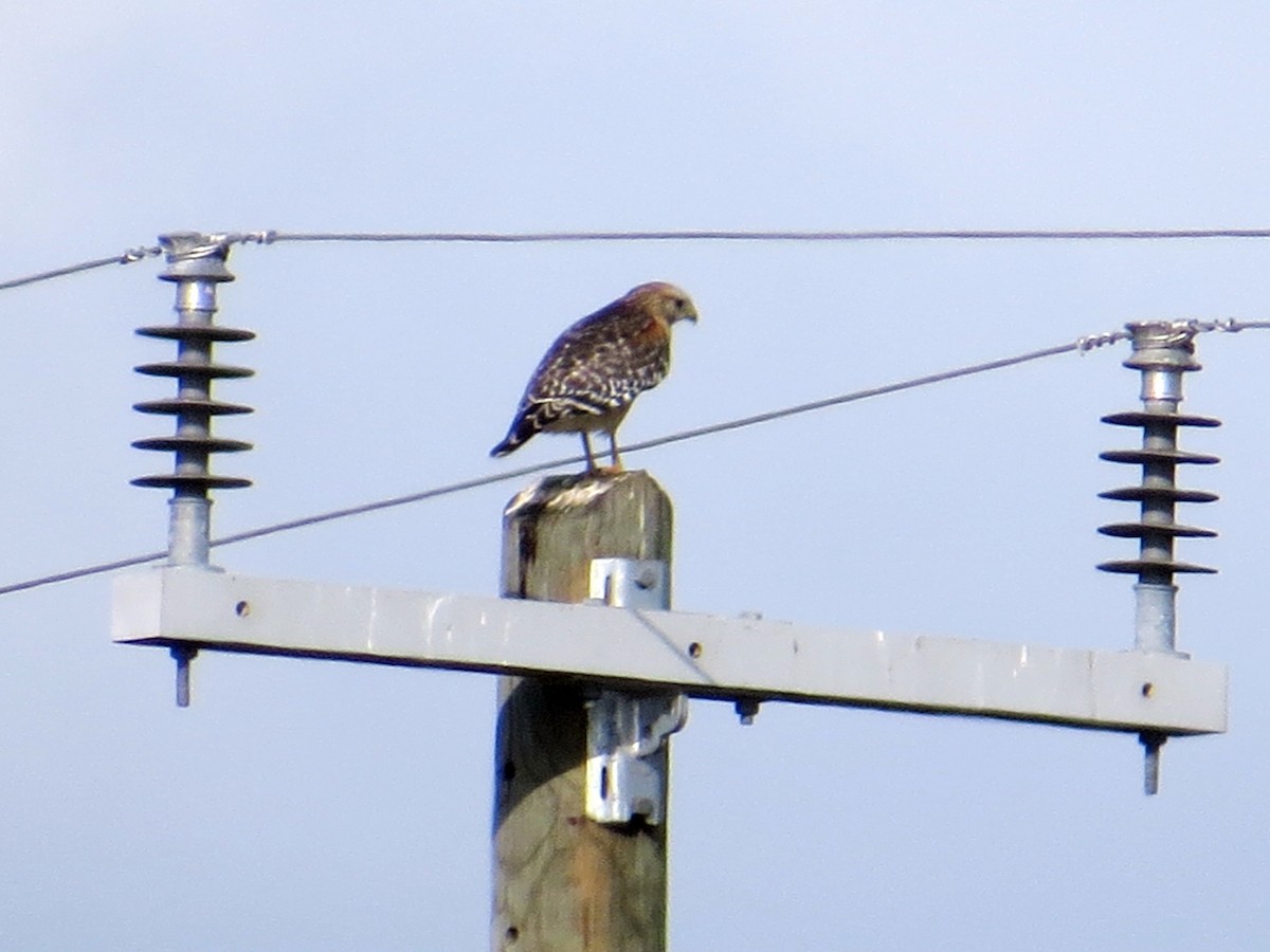 Red-shouldered Hawk - ML646162793