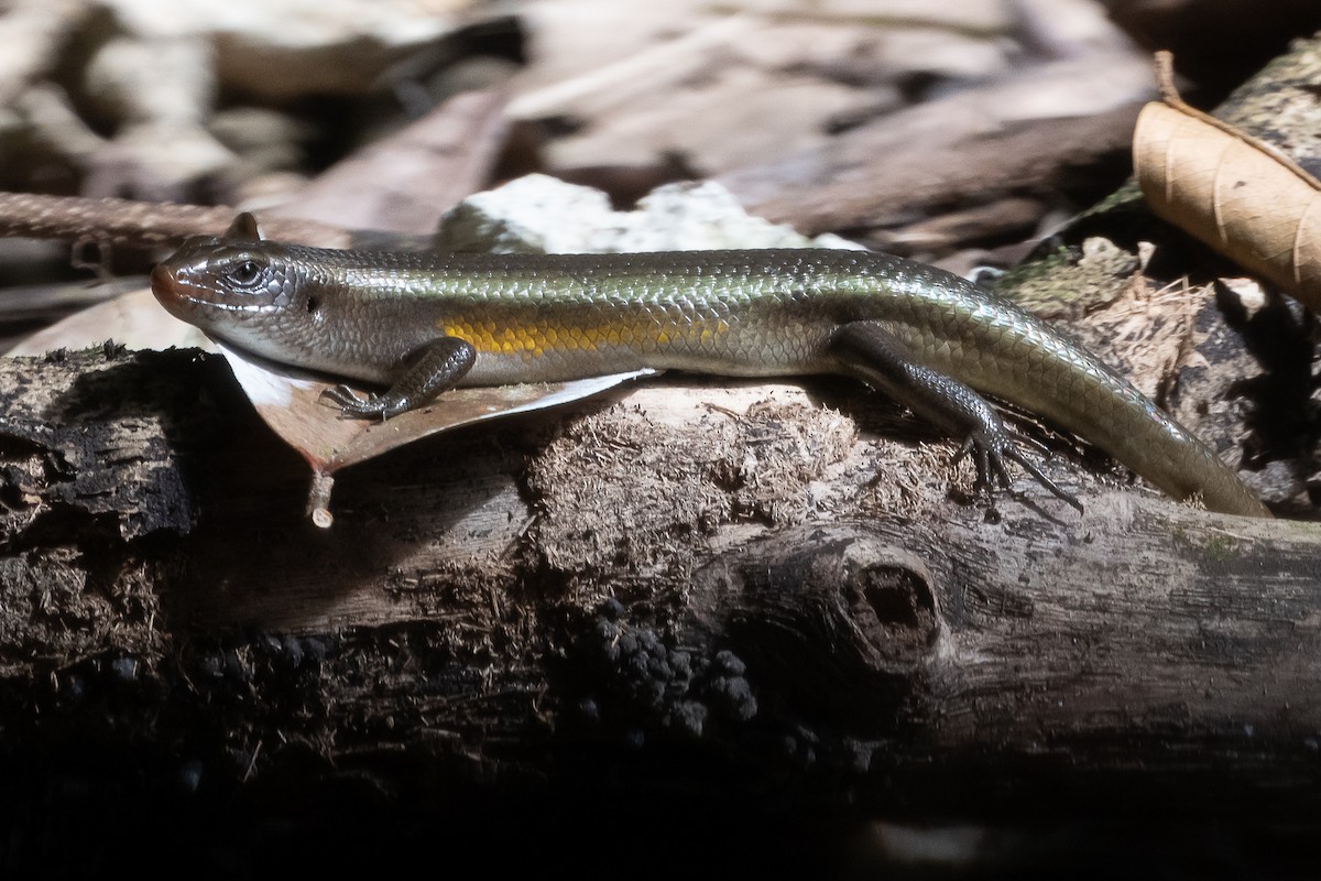 Animals - ML646162796