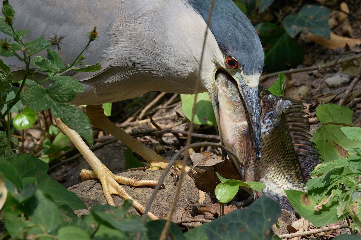 Black-crowned Night Heron - ML646162798