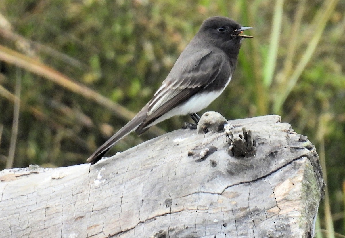 Black Phoebe - ML646162800