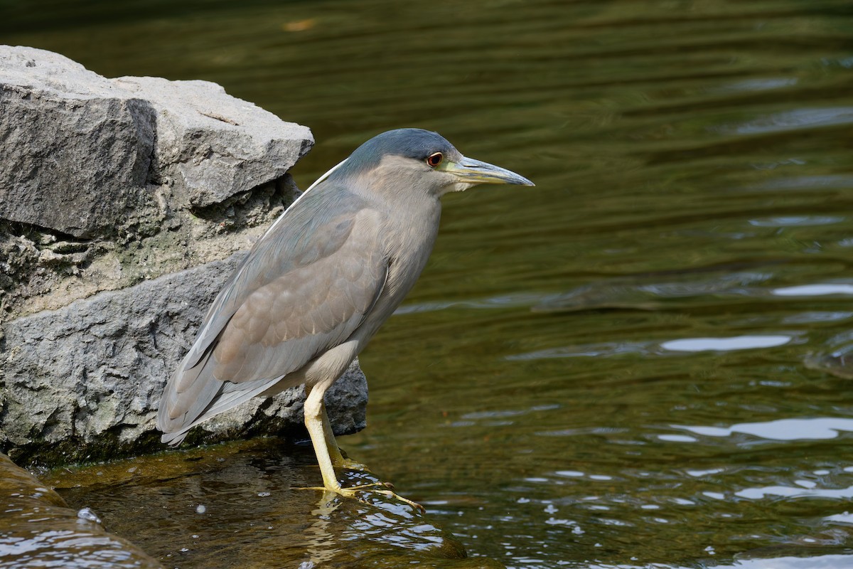 Black-crowned Night Heron - ML646162802